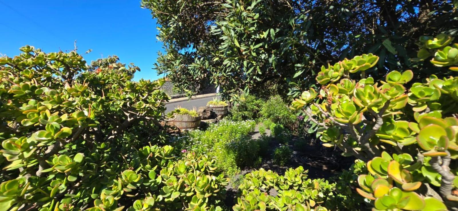 Vivienda Vacacional El Lagar, Bodega A Fuencaliente de la Palma Buitenkant foto