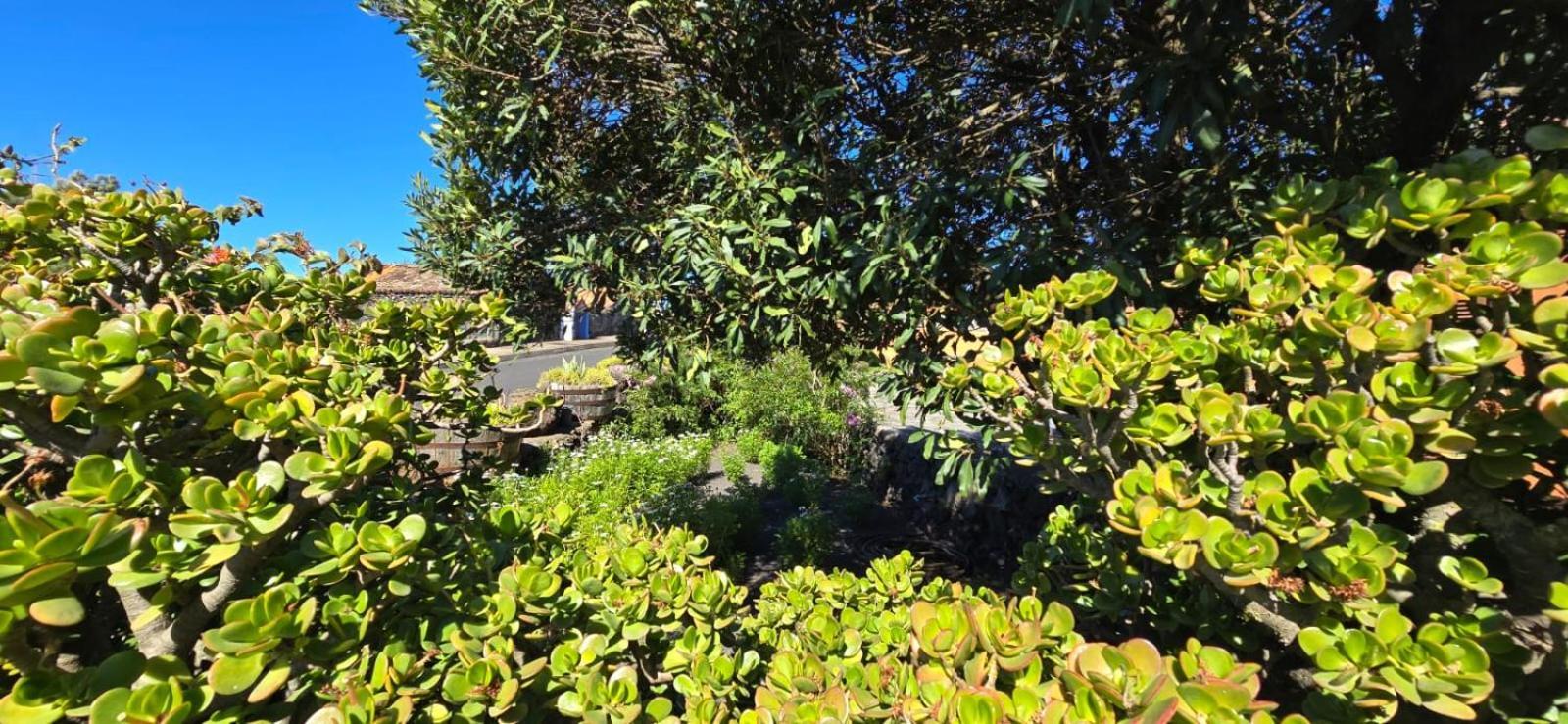 Vivienda Vacacional El Lagar, Bodega A Fuencaliente de la Palma Buitenkant foto